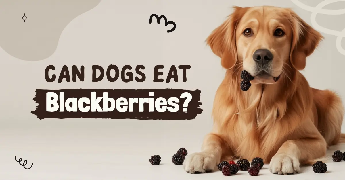 A golden retriever lies beside a pile of blackberries, with text asking "Can Dogs Eat Blackberries?"