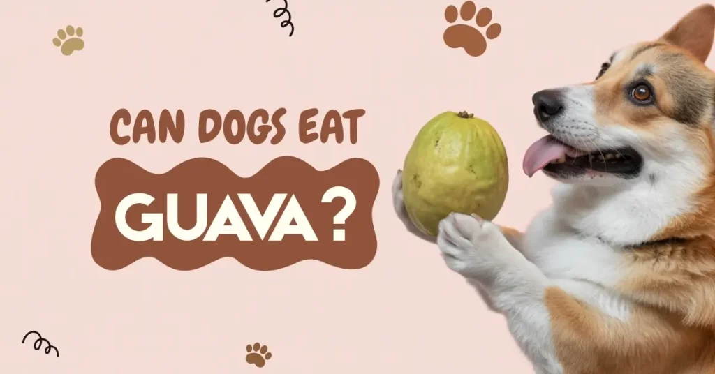 A playful cartoon Corgi on its back with fresh guavas, "CAN DOGS EAT GUAVA?"