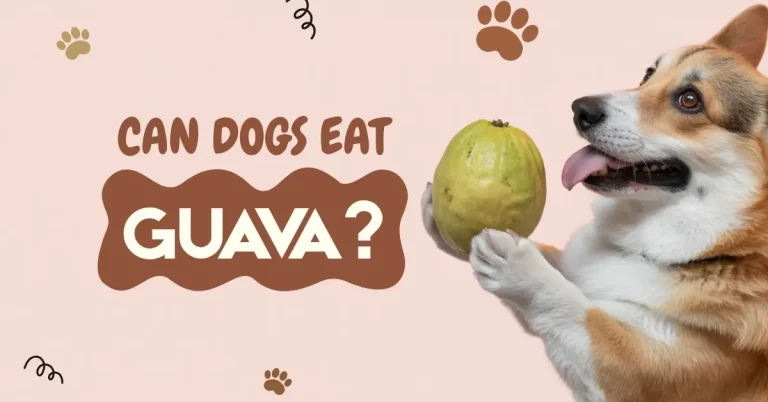 A playful cartoon Corgi on its back with fresh guavas, "CAN DOGS EAT GUAVA?"