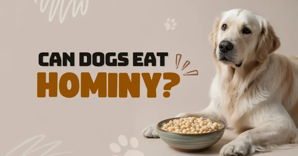 Can Dogs Eat Hominy?" infographic featuring a golden retriever and a bowl of hominy. A text box provides precautions, stating it must be plain and fed in moderation.