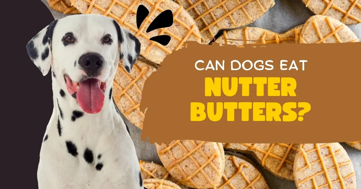 "Can Dogs Eat Nutter Butters?" infographic featuring a Dalmatian. The chart advises extreme caution and no, citing dangerous ingredients like xylitol, immediate risks like liver failure, and long-term risks like pancreatitis.