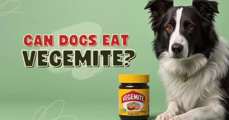 A border collie and a jar of Vegemite are shown against a green background, with the large text "Can Dogs Eat Vegemite?"