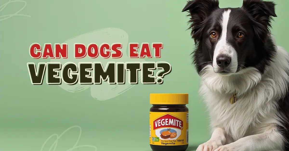 A border collie and a jar of Vegemite are shown against a green background, with the large text "Can Dogs Eat Vegemite?"