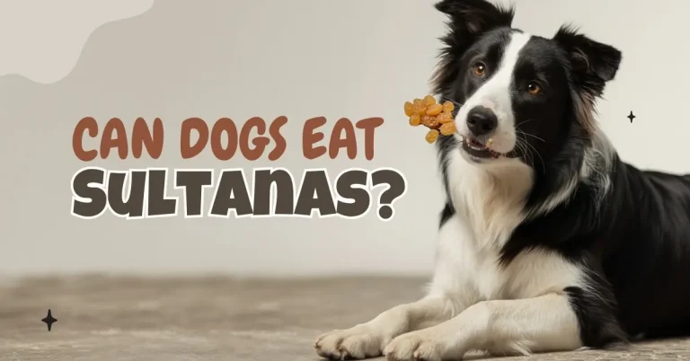 Gemini said A border collie lies next to a pile of raisins and a single grape, with text asking "Can Dogs Eat Sultanas?"