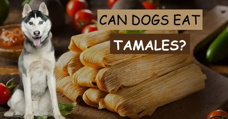 Can Dogs Eat Tamales