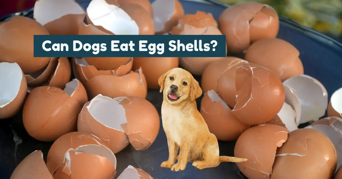 A golden Labrador Retriever puppy sits happily amidst a pile of broken brown and white eggshells