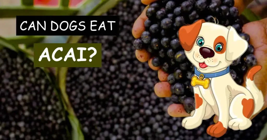 Can Dogs Eat Acai