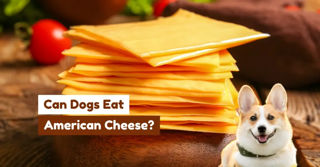 can dogs eat american cheese