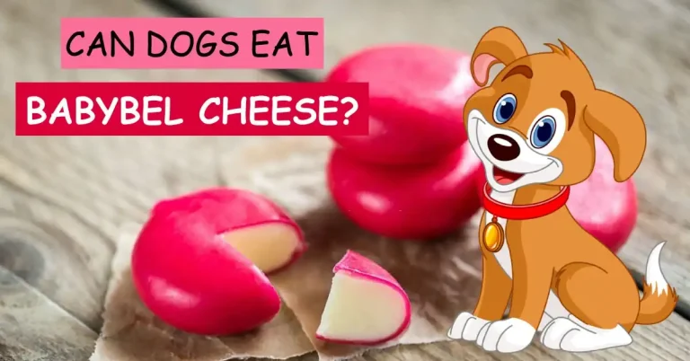 can dogs eat babybel cheese