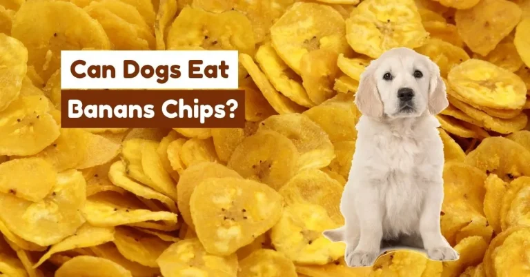 Can Dogs Eat Banana Chips? Golden Retriever Puppy with Banana Chips