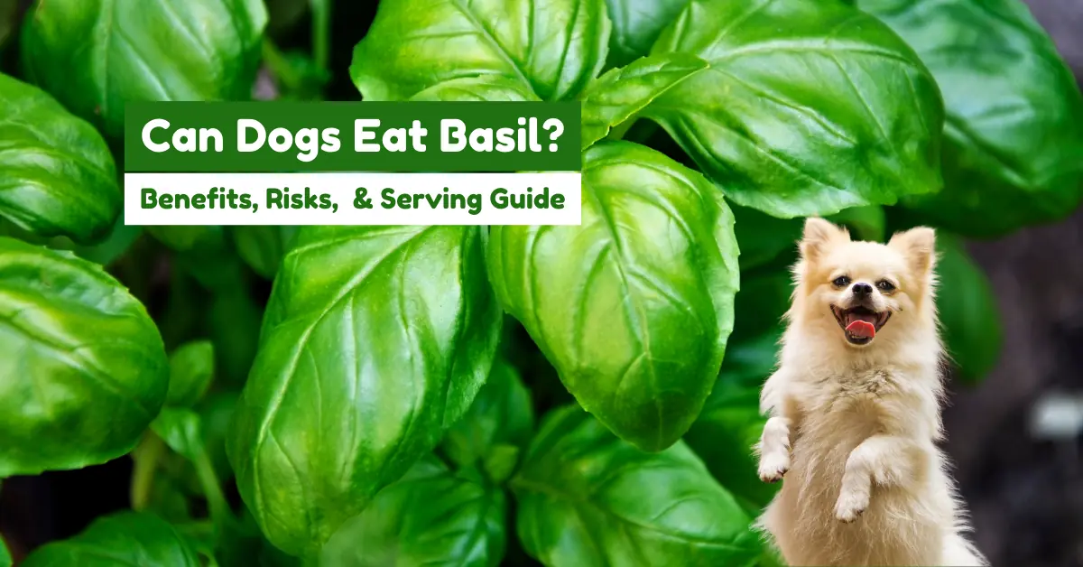 can dogs eat basil