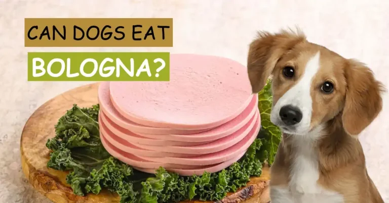 Can Dogs Eat Bologna