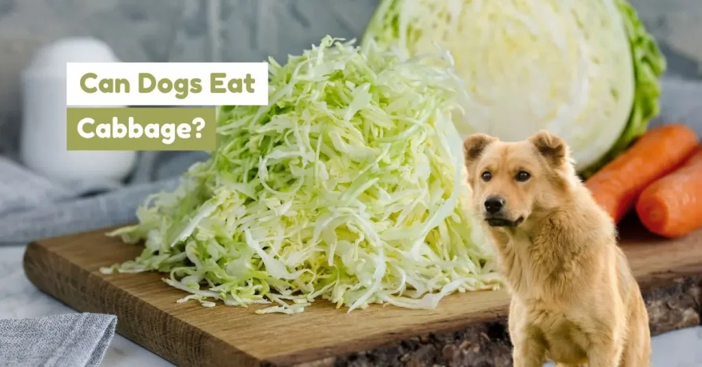 Dog next to shredded and halved cabbage
