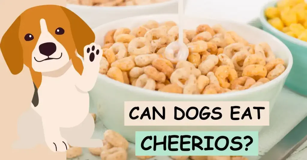 Can Dogs Eat Cheerios