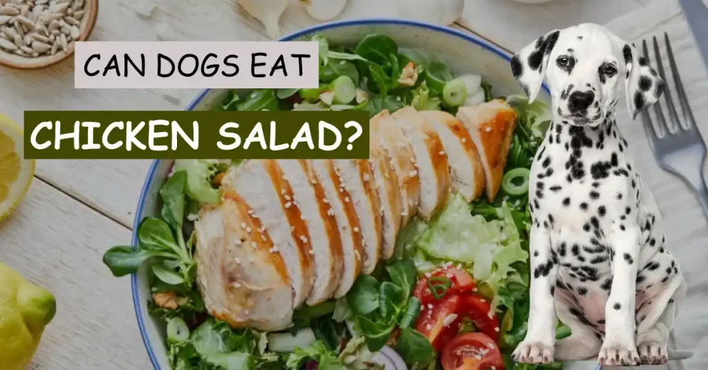 can dogs eat chicken salad