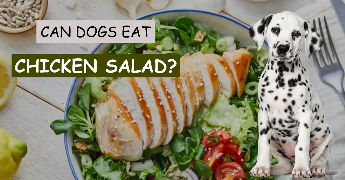 can dogs eat chicken salad