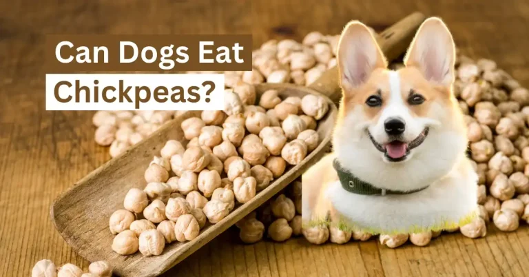 Can Dogs Eat Chickpeas