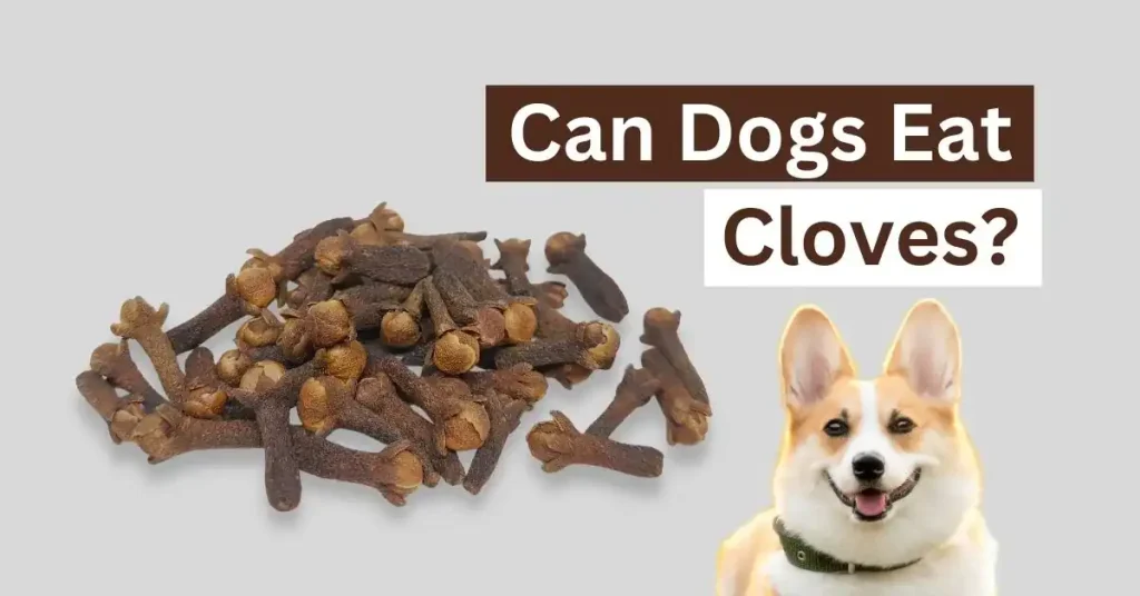 Can Dogs Eat Cloves