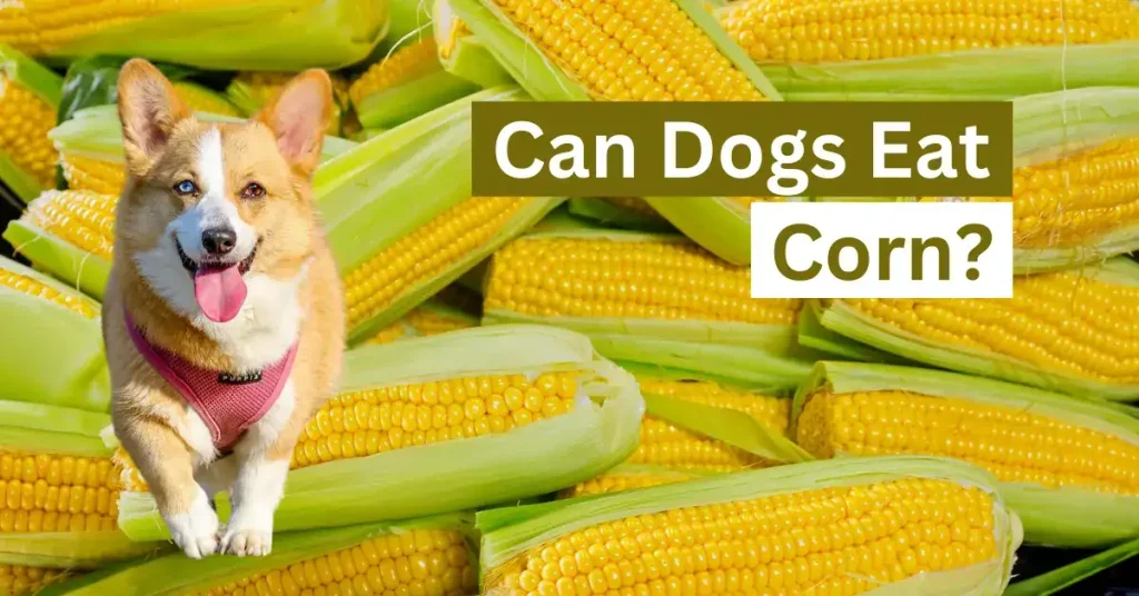 Can Dogs Eat Corn