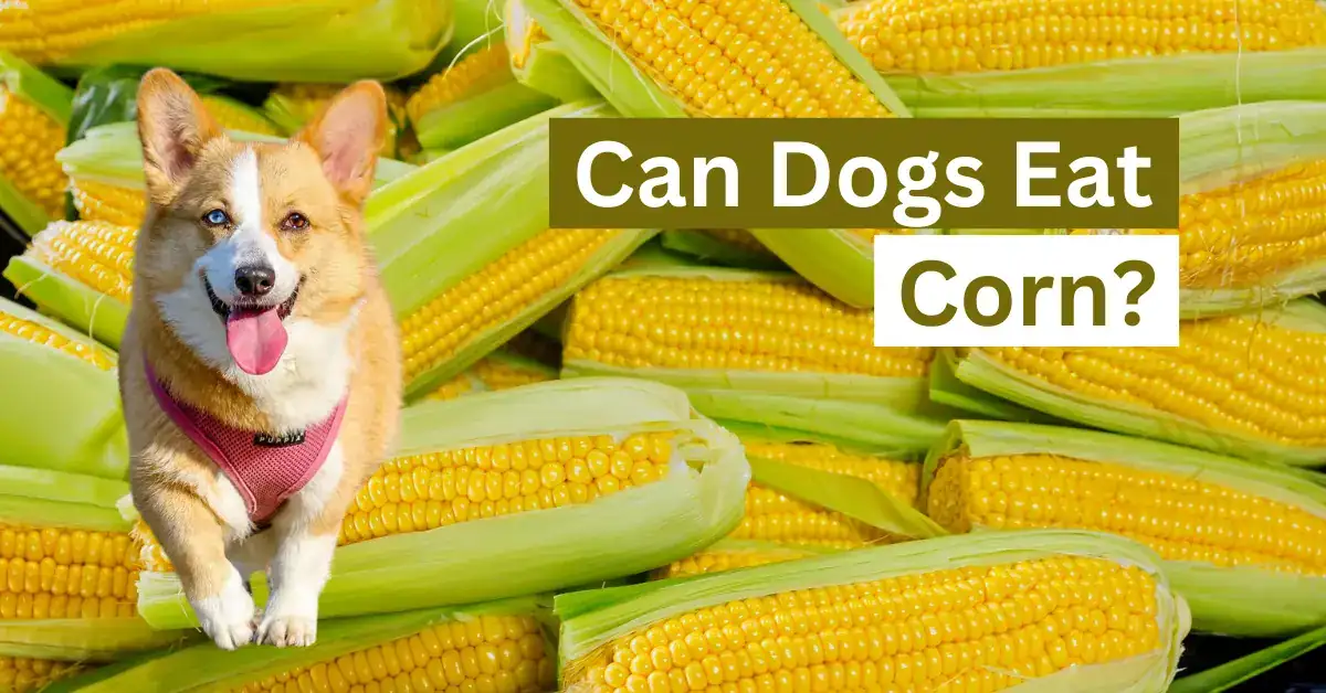 Can Dogs Eat Corn