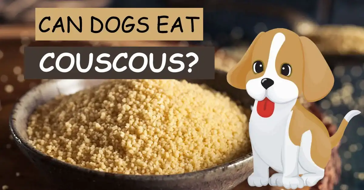 can dogs eat couscous