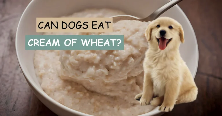 can dogs eat cream of wheat, can dogs eat cream of wheat with milk,