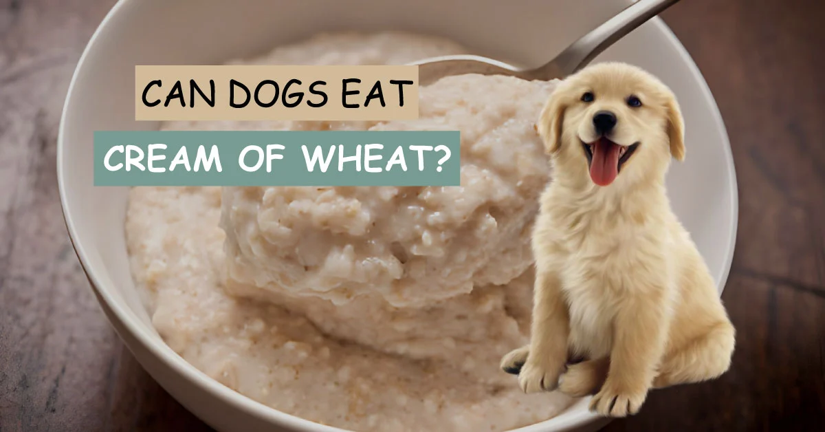 can dogs eat cream of wheat, can dogs eat cream of wheat with milk,