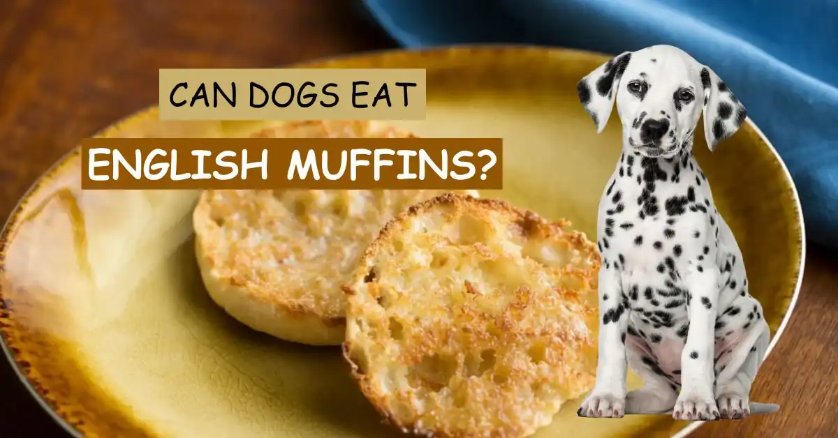 Can Dogs Eat English Muffins