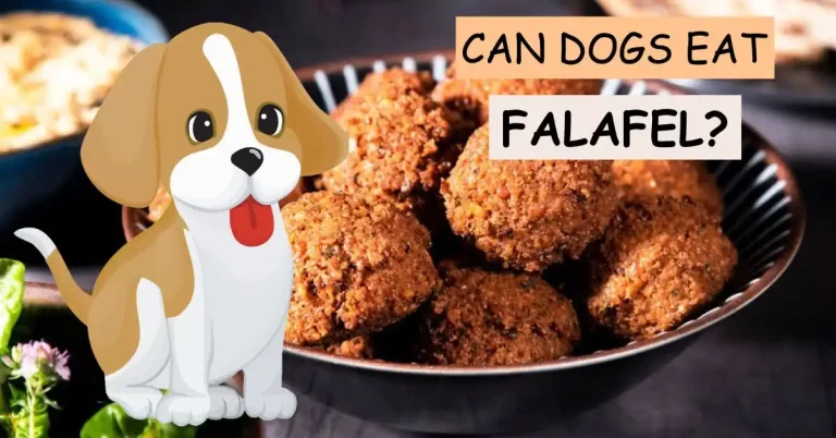can dogs eat falafel