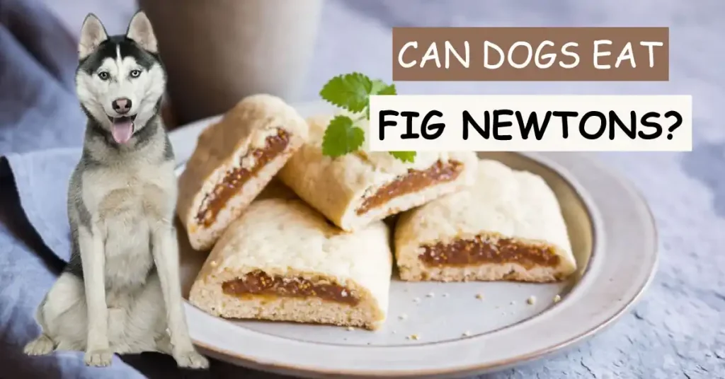 can dogs eat fig newtons
