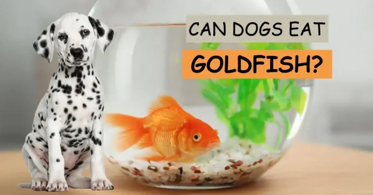 Can Dogs Eat Goldfish