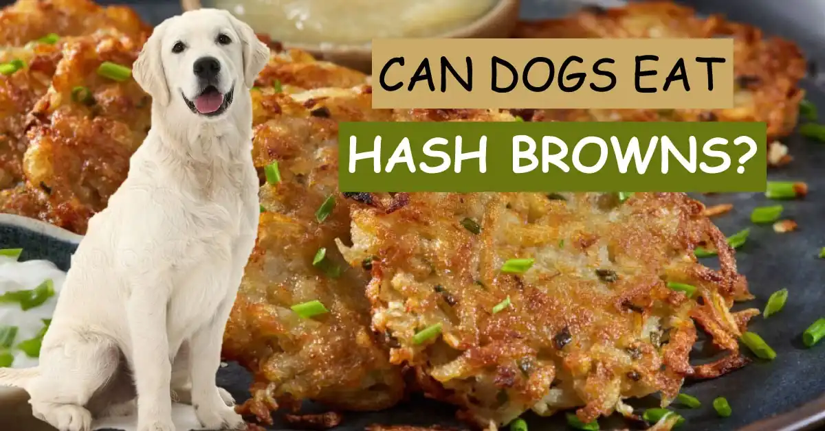 Can Dogs Eat Hash Browns