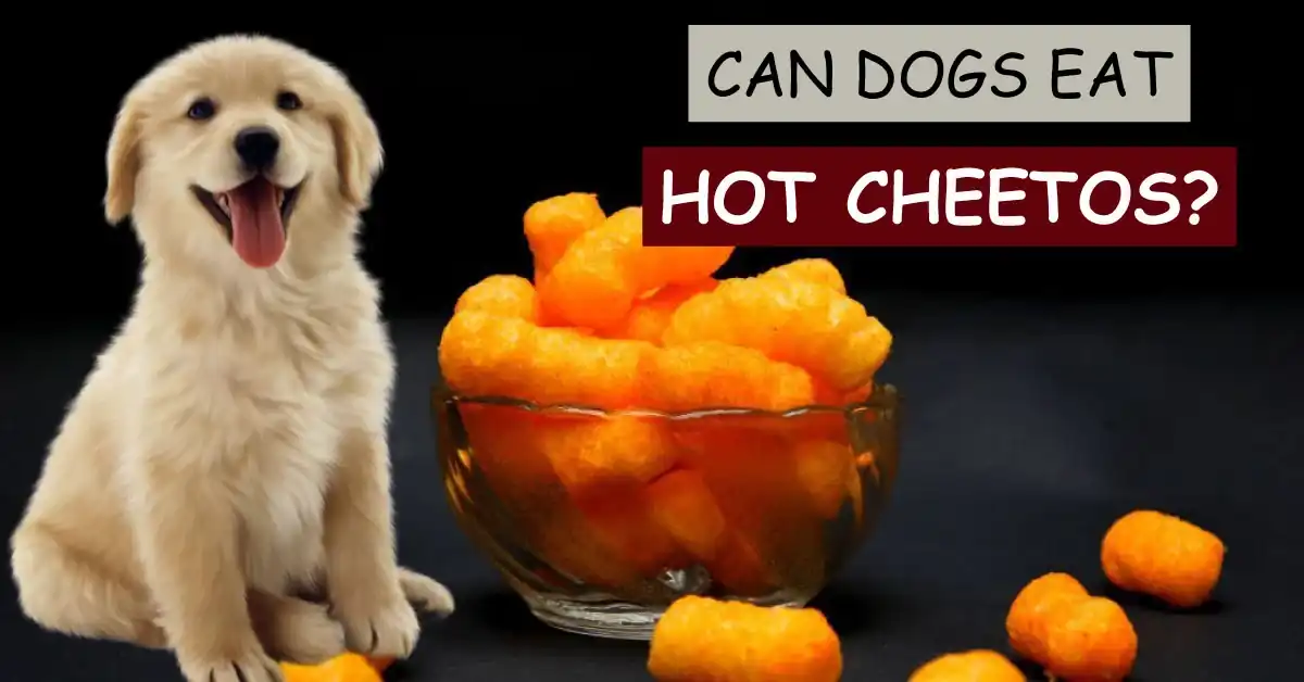 can dogs eat hot cheetos
