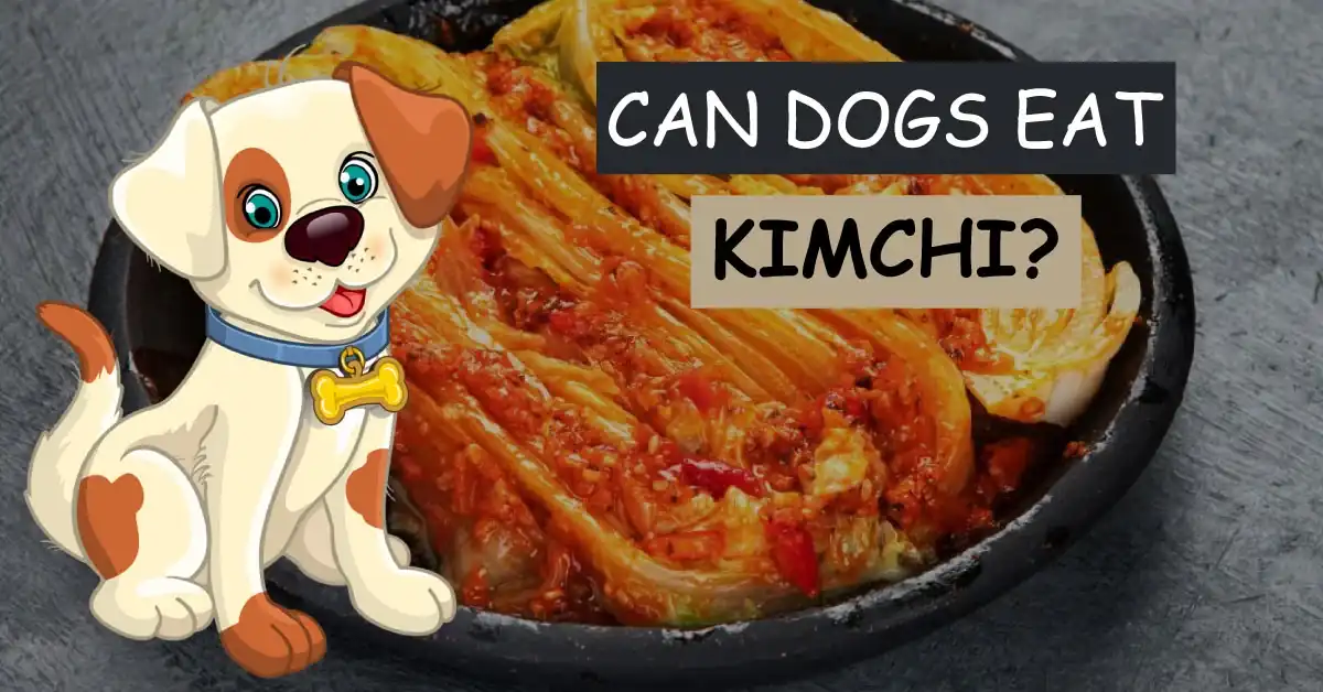 can dogs eat kimchi