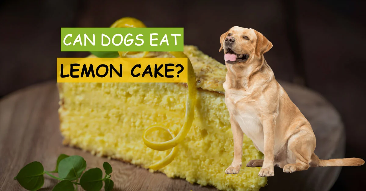 can dogs eat lemon cake, can my dog have lemon cake, can i give lemon cake to my dog