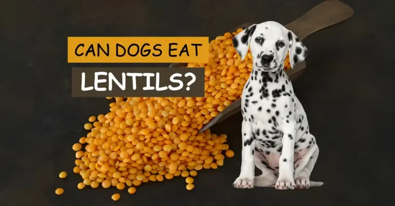 Can Dogs Eat Lentils