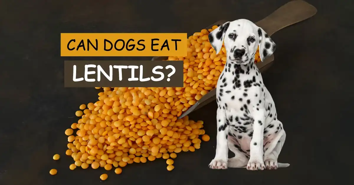 Can Dogs Eat Lentils