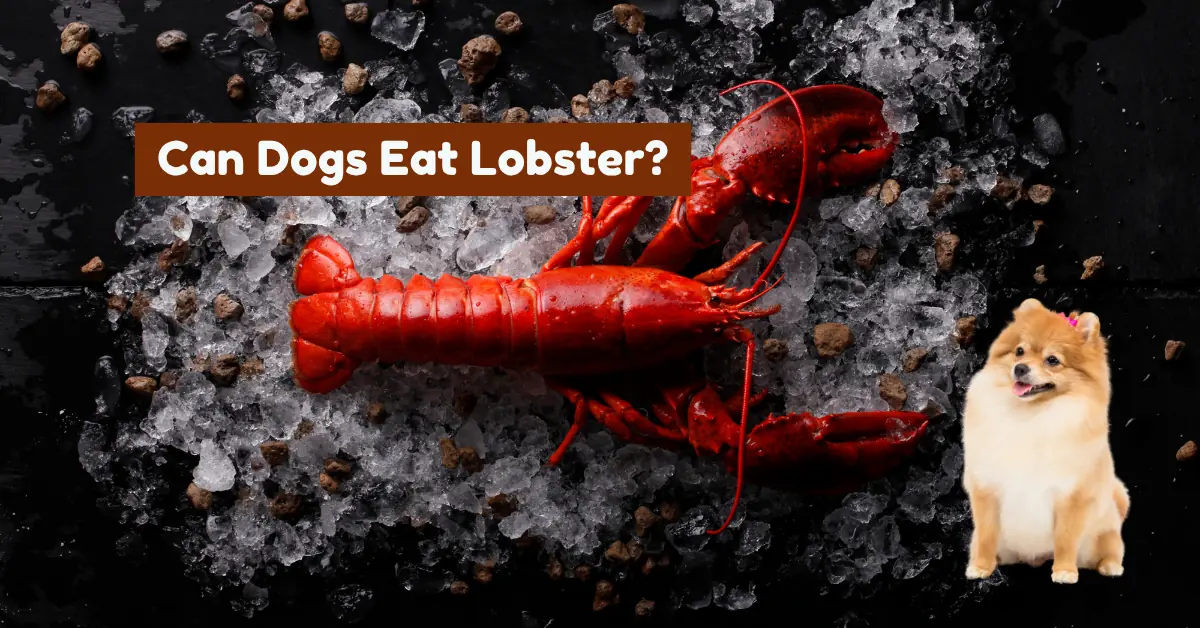 A cooked red lobster is lying on a bed of ice. To the right, a small, fluffy light brown dog with a pink bow on its head