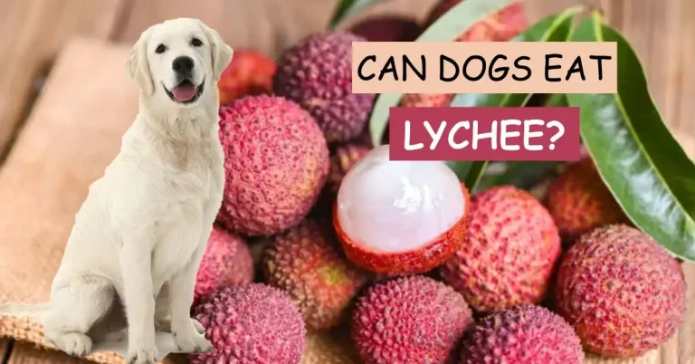 can dogs eat lychee