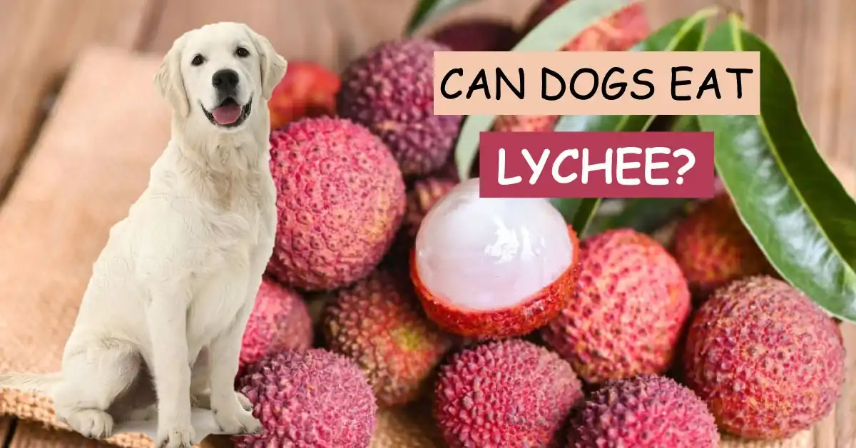 can dogs eat lychee