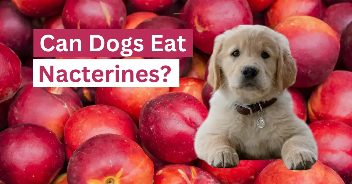 Can Dogs Eat Nectarines