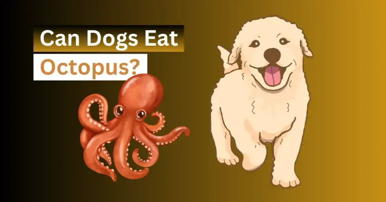 Can Dogs Eat Octopus