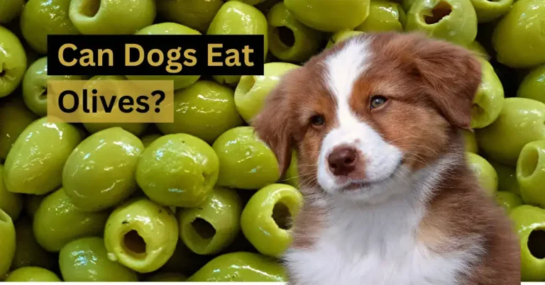 Can Dogs Eat Olives
