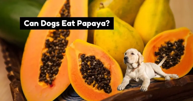 A happy dog sitting next to a sliced papaya