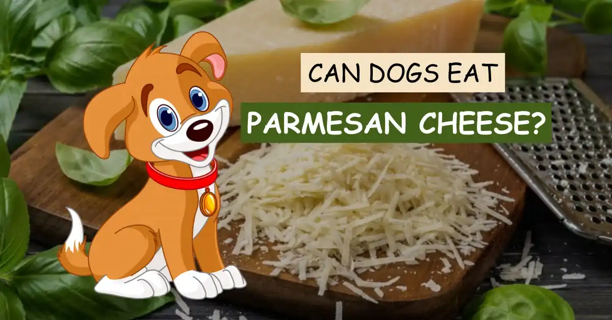 can dogs eat parmesan cheese