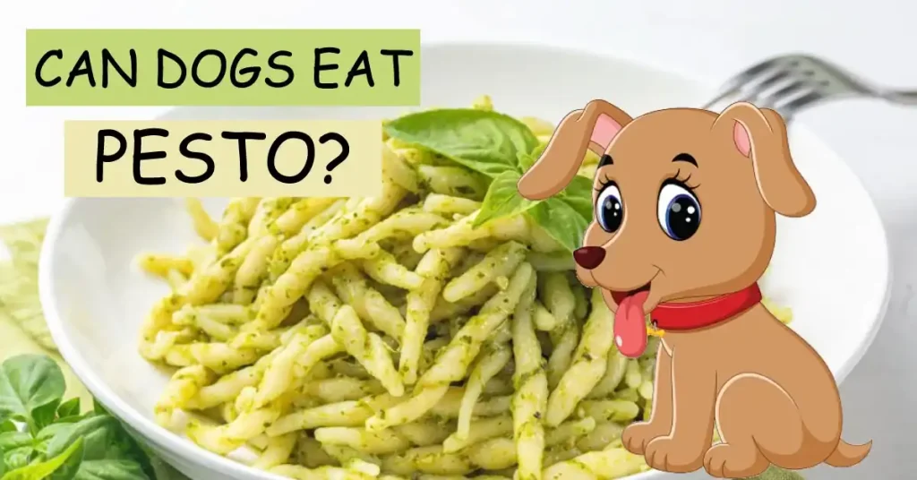 can dogs eat pesto