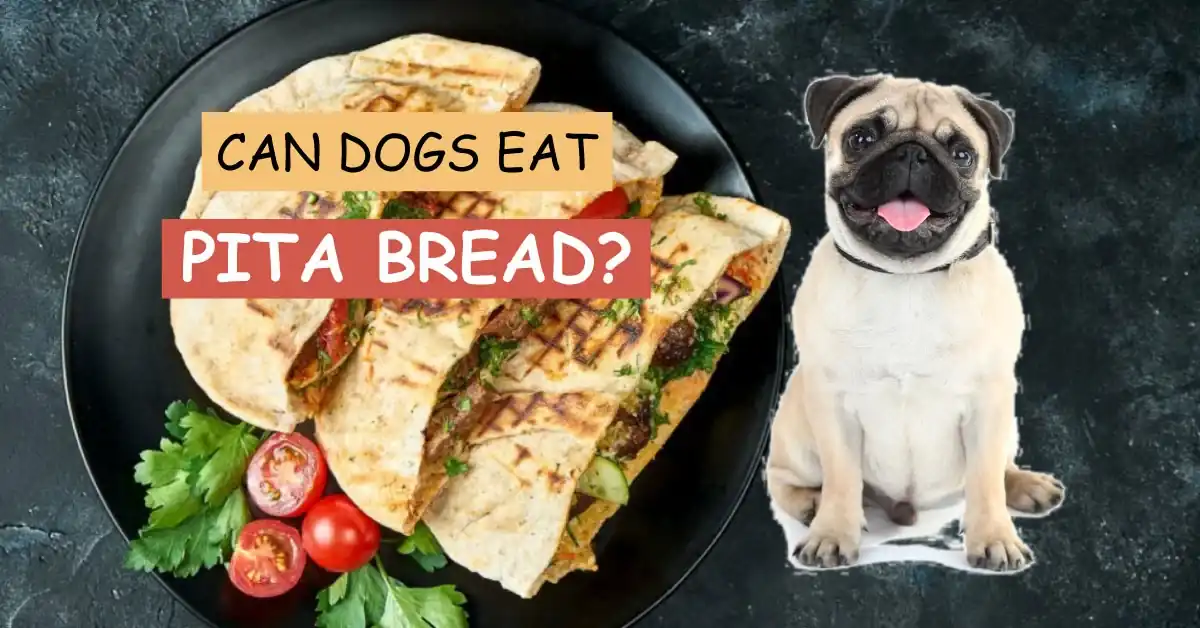 Can Dogs Eat Pita Bread