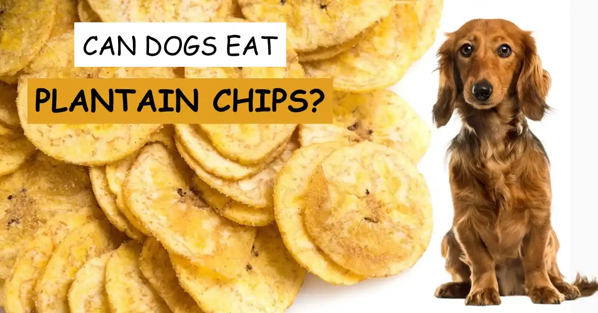 can dogs eat plantain chips