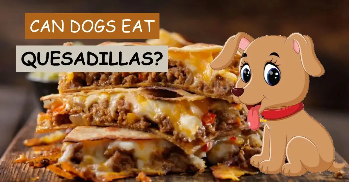can dogs eat quesadillas
