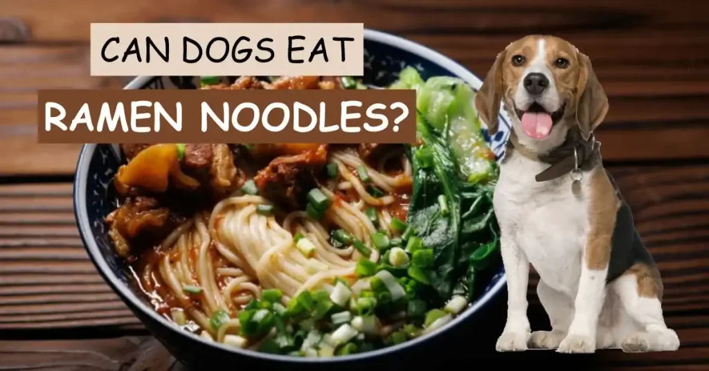 Can Dogs Eat Ramen Noodles